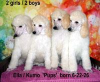 <strong> 'Ella's Pups born 6-22-26 sired by Kumo. <em><font color="#ff0066"> 1 girl & 2 boys available... Ready to go home! '</font></em></strong>