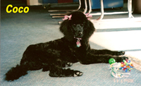 CoCo