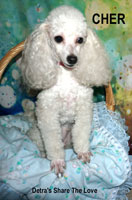 '<b>'Cher'</b>...Detra's Share The Love